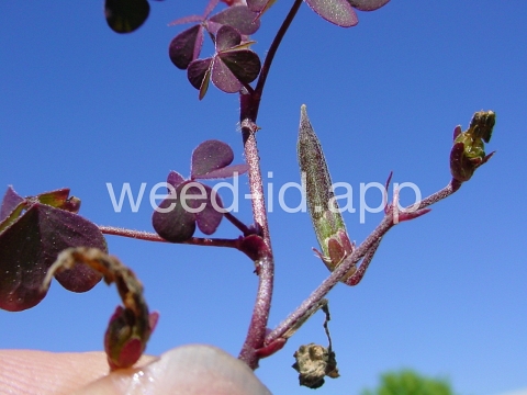 woodsorrel, creeping